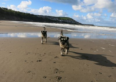 Dog friendly beaches
