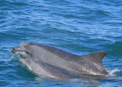 Dolphins in Cardigan Bay
